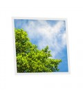 Pack de 1 dalle LED imprimée - Tree Sky - 600x600mm - Fabriqué en France (alimentation non fournie)